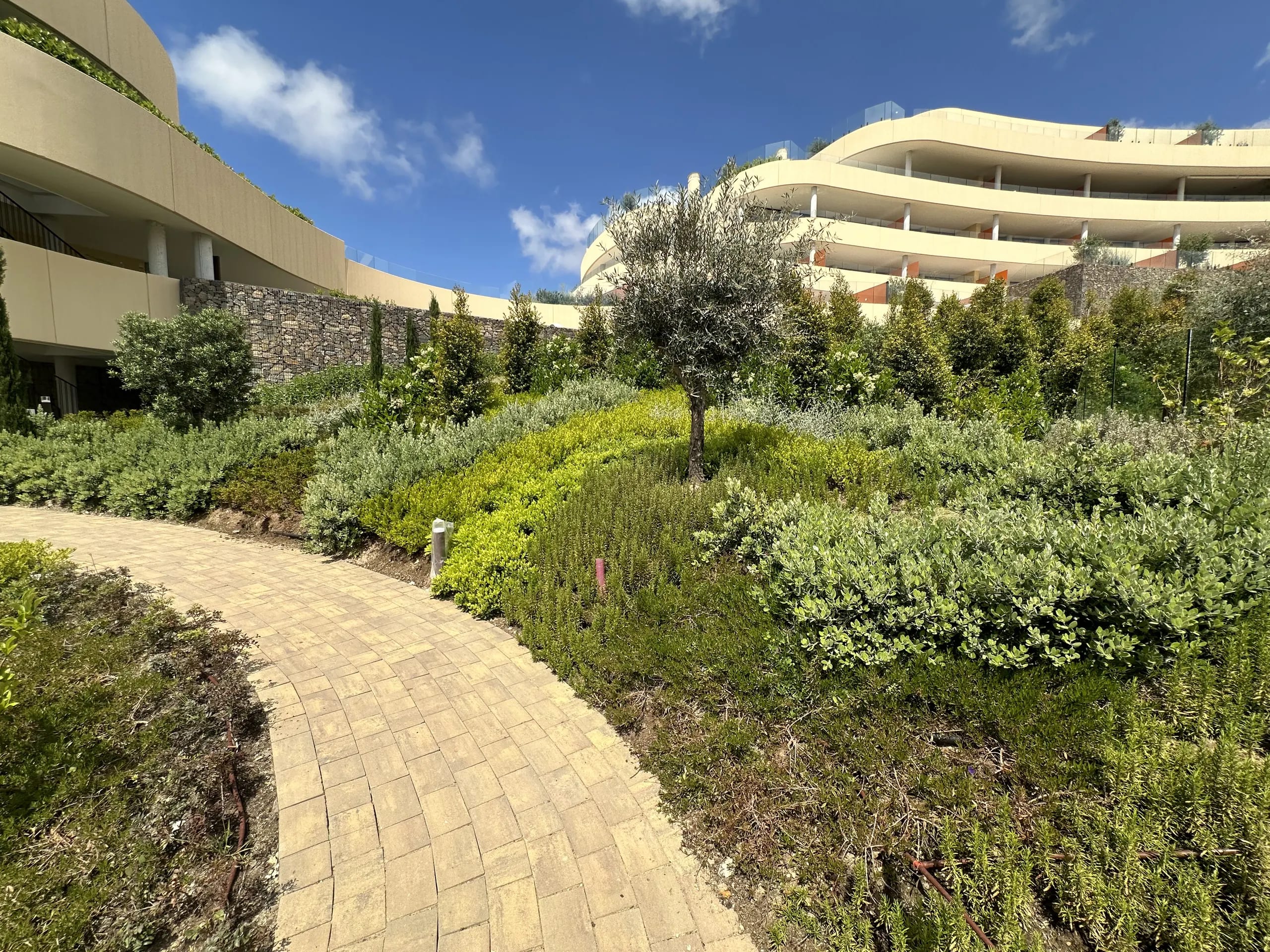 A brick path curving past an olive tree and massed Mediterranean planting, below the curved terraces of a residential building